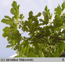 Ficus carica (figowiec właściwy)