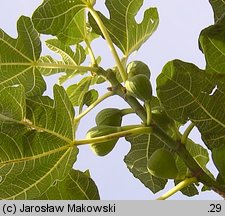 Ficus carica (figowiec właściwy)