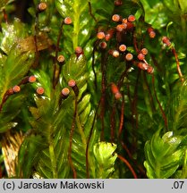 Fissidens adianthoides (skrzydlik paprociowaty)