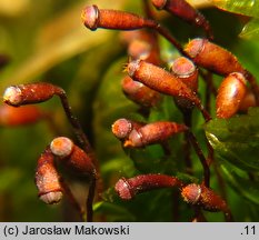 Fissidens adianthoides (skrzydlik paprociowaty)