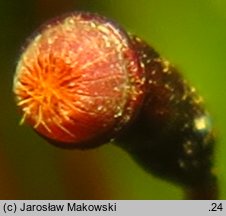 Fissidens adianthoides (skrzydlik paprociowaty)