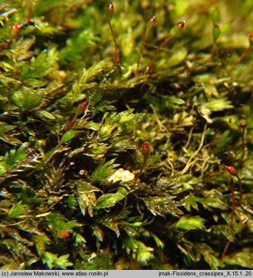 Fissidens crassipes (skrzydlik tęgoszczecinowy)