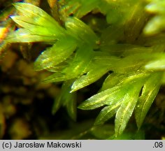 Fissidens crassipes (skrzydlik tęgoszczecinowy)