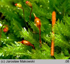 Fissidens taxifolius (skrzydlik cisolistny)