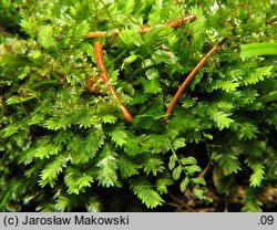 Fissidens taxifolius (skrzydlik cisolistny)