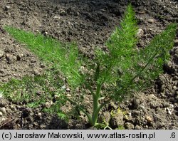 Foeniculum vulgare (fenkuł włoski)