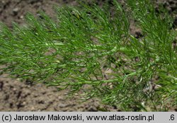 Foeniculum vulgare (fenkuł włoski)