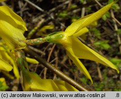 Forsythia ×intermedia (forsycja pośrednia)