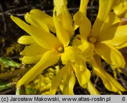 Forsythia ×intermedia (forsycja pośrednia)