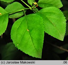 Forsythia suspensa (forsycja zwisła)