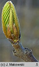 Frangula alnus (kruszyna pospolita)