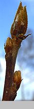 Frangula alnus (kruszyna pospolita)