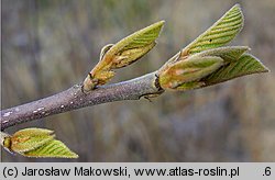 Frangula alnus (kruszyna pospolita)