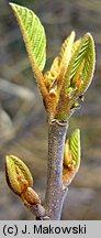 Frangula alnus (kruszyna pospolita)