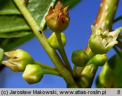 Frangula alnus (kruszyna pospolita)