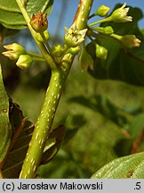 Frangula alnus (kruszyna pospolita)