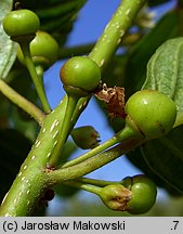 Frangula alnus (kruszyna pospolita)