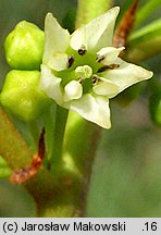 Frangula alnus