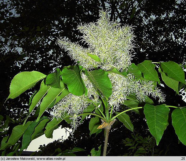 Fraxinus ornus