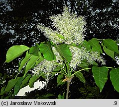 Fraxinus ornus