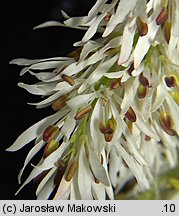 Fraxinus ornus