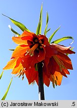 Fritillaria imperialis