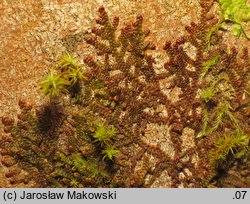 Frullania dilatata (miedzik płaski)