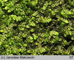 Frullania dilatata (miedzik płaski)