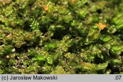 Frullania dilatata (miedzik płaski)