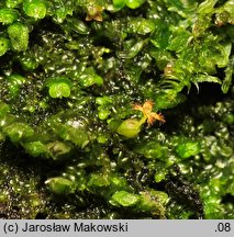 Frullania dilatata (miedzik płaski)