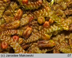 Frullania dilatata (miedzik płaski)