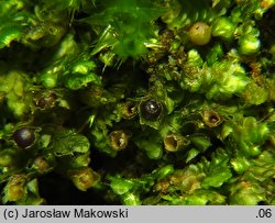 Frullania dilatata (miedzik płaski)