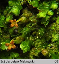 Frullania dilatata (miedzik płaski)