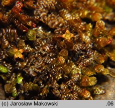 Frullania dilatata (miedzik płaski)