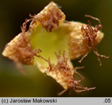 Frullania dilatata (miedzik płaski)