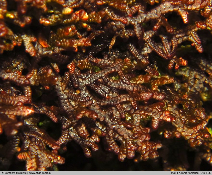 Frullania tamarisci (miedzik tamaryszkowy)