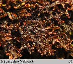 Frullania tamarisci (miedzik tamaryszkowy)