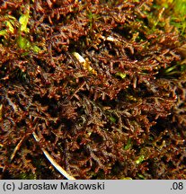 Frullania tamarisci (miedzik tamaryszkowy)