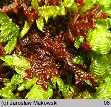 Frullania tamarisci (miedzik tamaryszkowy)