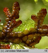 Frullania tamarisci (miedzik tamaryszkowy)