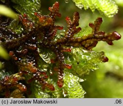 Frullania tamarisci (miedzik tamaryszkowy)