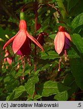 Fuchsia (fuksja)