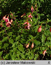 Fuchsia (fuksja)