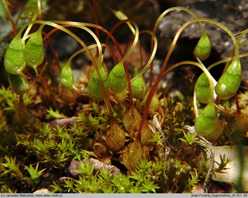 Funaria hygrometrica (skrętek wilgociomierczy)