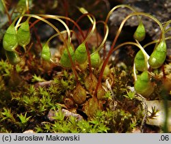 Funaria hygrometrica (skrętek wilgociomierczy)