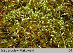 Funaria hygrometrica (skrętek wilgociomierczy)