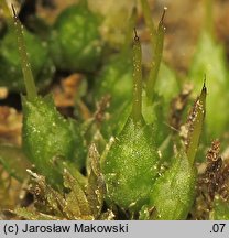 Funaria hygrometrica (skrętek wilgociomierczy)