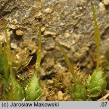 Funaria hygrometrica (skrętek wilgociomierczy)