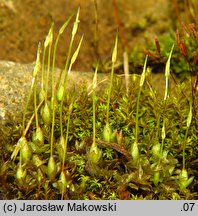 Funaria hygrometrica (skrętek wilgociomierczy)