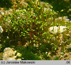 Funaria hygrometrica (skrętek wilgociomierczy)